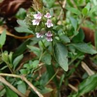 Lepidagathis fasciculata (Retz.) Nees